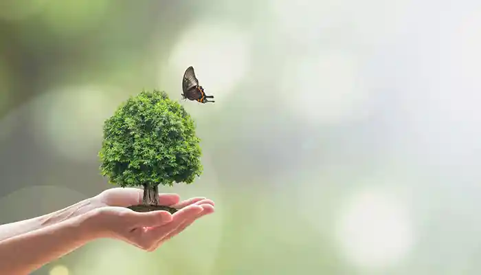 Debunking Some Common Green Living Myths