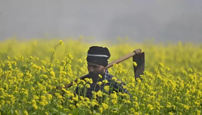 Biotechnology in Agriculture: Enhancing Crop Yield and Sustainability