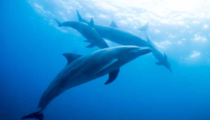 Inside the Fascinating World of Dolphins: All you need to Know