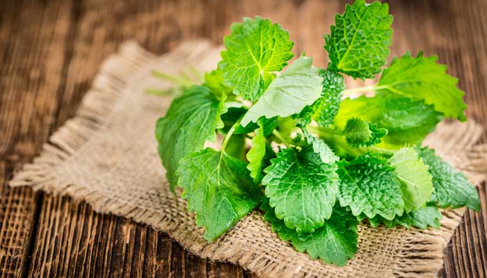 7 wonderful health benefits of Lemon Balm