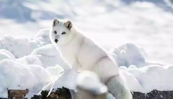 Animals that have returned from brink of extinction (Part II)