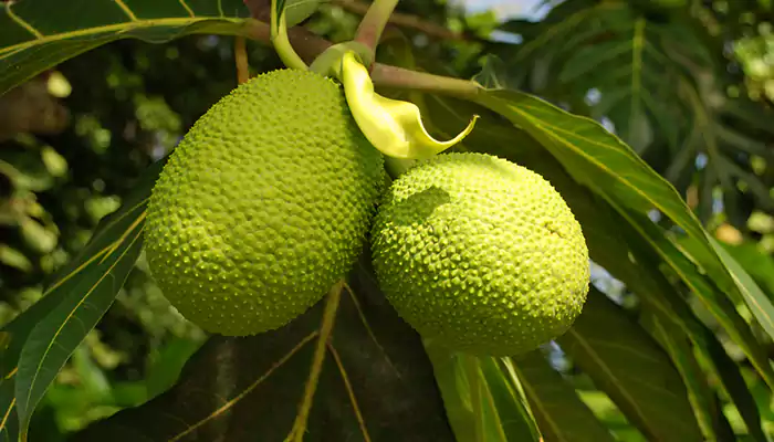Heard of breadfruit? Read more to know it's benefits